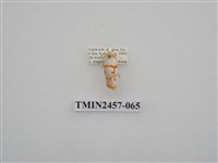 藏品(二斑叉紋苔蛾)的圖片